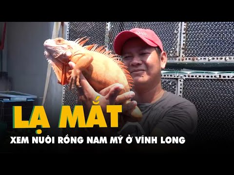 Video Vào trang trại xem nuôi rồng Nam Mỹ ở Vĩnh Long - youtube