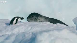 Daria K Janwaro Ka Jung