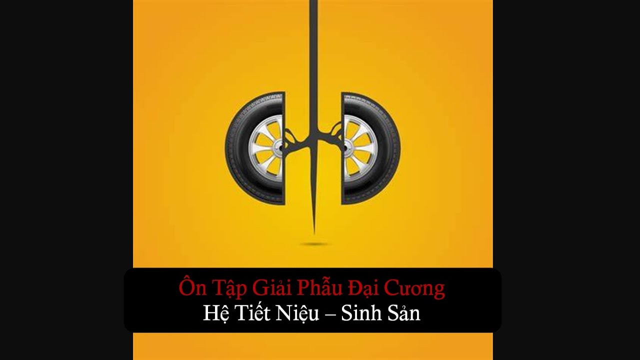 Ôn tập giải phẫu đại cương | Giải phẫu hệ tiết niệu sinh sản | Tập 2613 | DR YEL