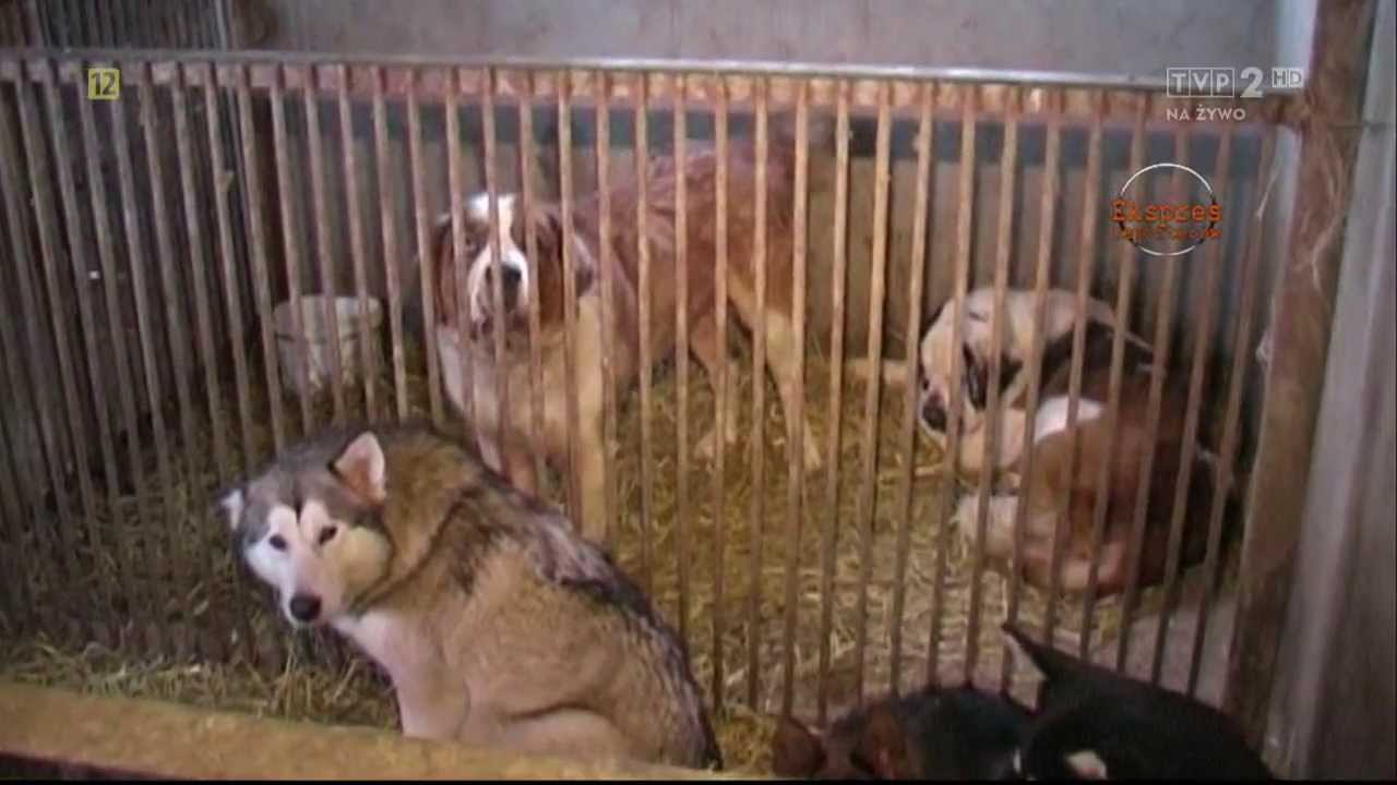 Magazyn Ekspresu Reporterów - Fabryki psów