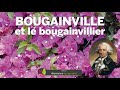 Bougainville et le bougainvillier plante qui honore le 1er franais  avoir fait le tour du monde