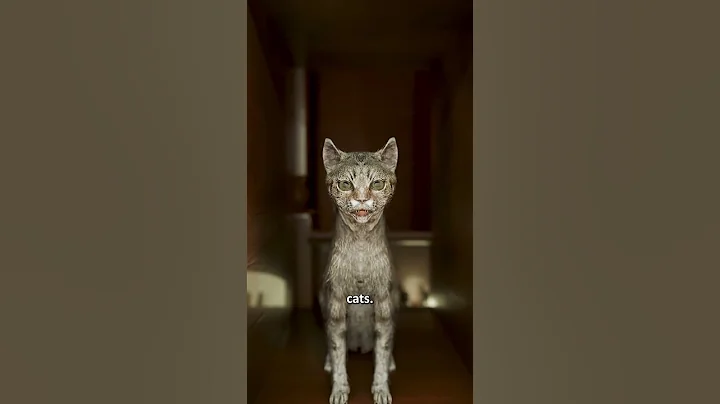 The Bizarre Cat Piano of the 1600s 😲