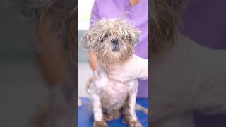 The transformation of an abandoned dog!🐶🛁✂️❤️