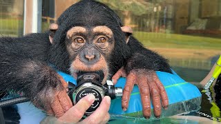 SCUBA DIVING WITH A BABY CHIMPANZEE!