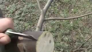 видео Как привить яблоню за кору
