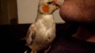 Cockatiel Preening / Grooming a Human