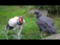 Jungvogel bei den Königsgeier im Tierpark Berlin ist groß geworden
