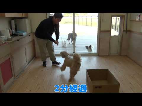 【完成版】犬の服従訓練｜基本の4つのコマンドを徹底解説