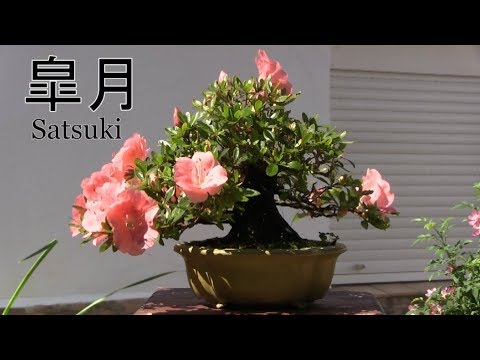 Bonsai con flores - thptnganamst.edu.vn