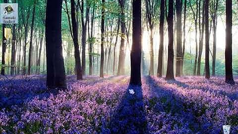 统计淘宝某宝贝的销量（上）｜小甲鱼—极客 Python 之效率革命