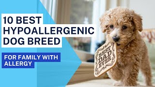 10 Best Hypoallergenic Dog Breed For Family With Allergy