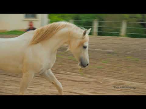 Видео: Хоспитализация - Речник на медицинските термини