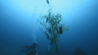 きらめく魚、揺れるササ 串本沖で海中七夕祭り