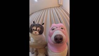 Try Not To Laugh: Cuteness Overload with Tiny Kittens 🐾