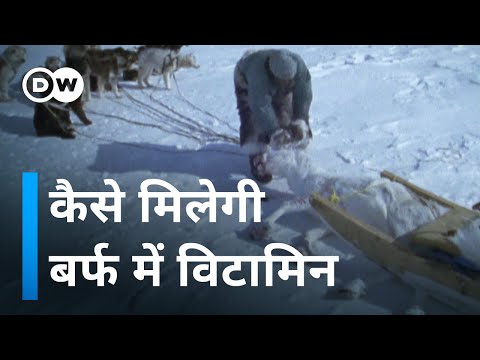 वीडियो: एक्टिनिडिया के विटामिन फल