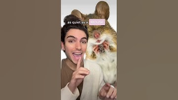 Thumbnail of Animal Similes 🇬🇧