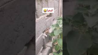 قطط.. مخبأ القط رشاش ?