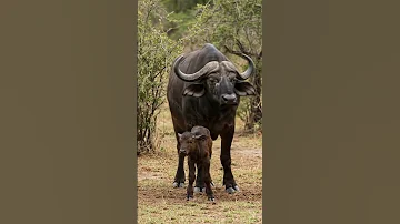 Momma Buffalo And Her Newborn African Wildlife Cuteness Buffalo Calf Babyanimals Wildlife 