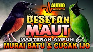 Download Lagu BESETAN LAGI VIRAL | AMPUH MEMASTER MURAI BATU & CUCAK IJO | MASTERAN BURUNG FIGHTER TERBAIK MP3