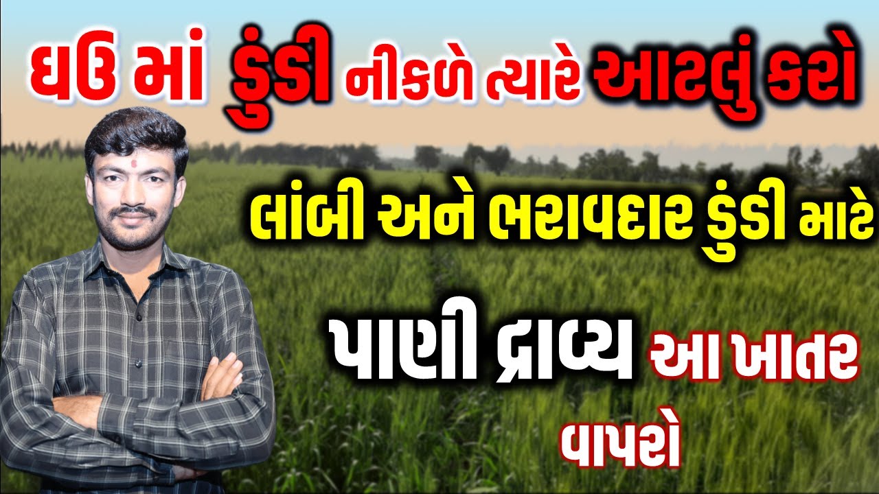 ઘઉં ની ડૂંડી ભરાવદાર અને વજનદાર કરવા માટે કેવી કાળજી રાખવી ? @MANISHBALDANIYA