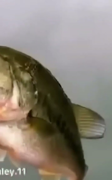 Fish Does A Backflip #fish #water #animals #backflip #funny #hilarious