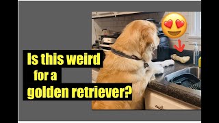 Weird Behaviours of a Golden Retriever? by Filipina Wife - Abroad 2,249 views 2 years ago 8 minutes, 6 seconds