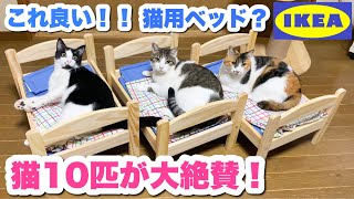 If you give an IKEA bed to 10 cats, they will be very happy! !