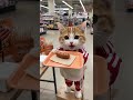AI猫にゃんこちんが大慌て!?その理由は・・・#Shorts