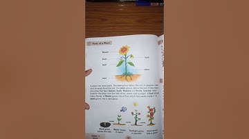 Class-2, Subject-EVS, Video-22, Chapter-12, Part-2 by Mrs Sunita Gupta