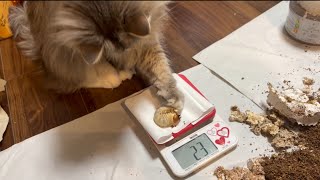 クワガタの幼虫を優しく撫でる猫 サイベリアン