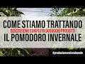 Trattamenti fogliari Pomodoro Invernale