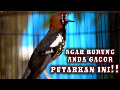 ANIS KEMBANG PUTARKAN INI BIAR LANGSUNG GACOR #aniskembang