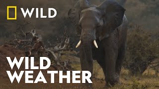 Mashatu's Decades-Awaited Rainfall | The Wild Sides | National Geographic WILD UK