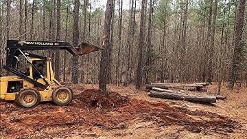 Digging and Pushing Over Pine Trees with Skid Steer Stump Bucket