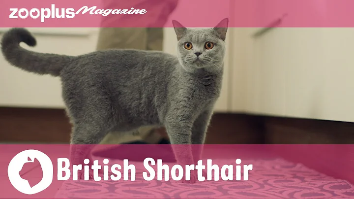 Video 6606261: gato british shorthair