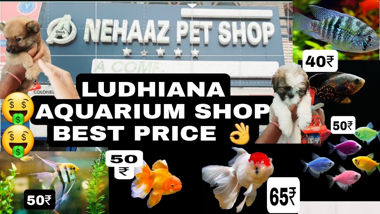 Best Aquarium Shop In Ludhiana pet shop in ludhiana 🐠🐡 YouTube