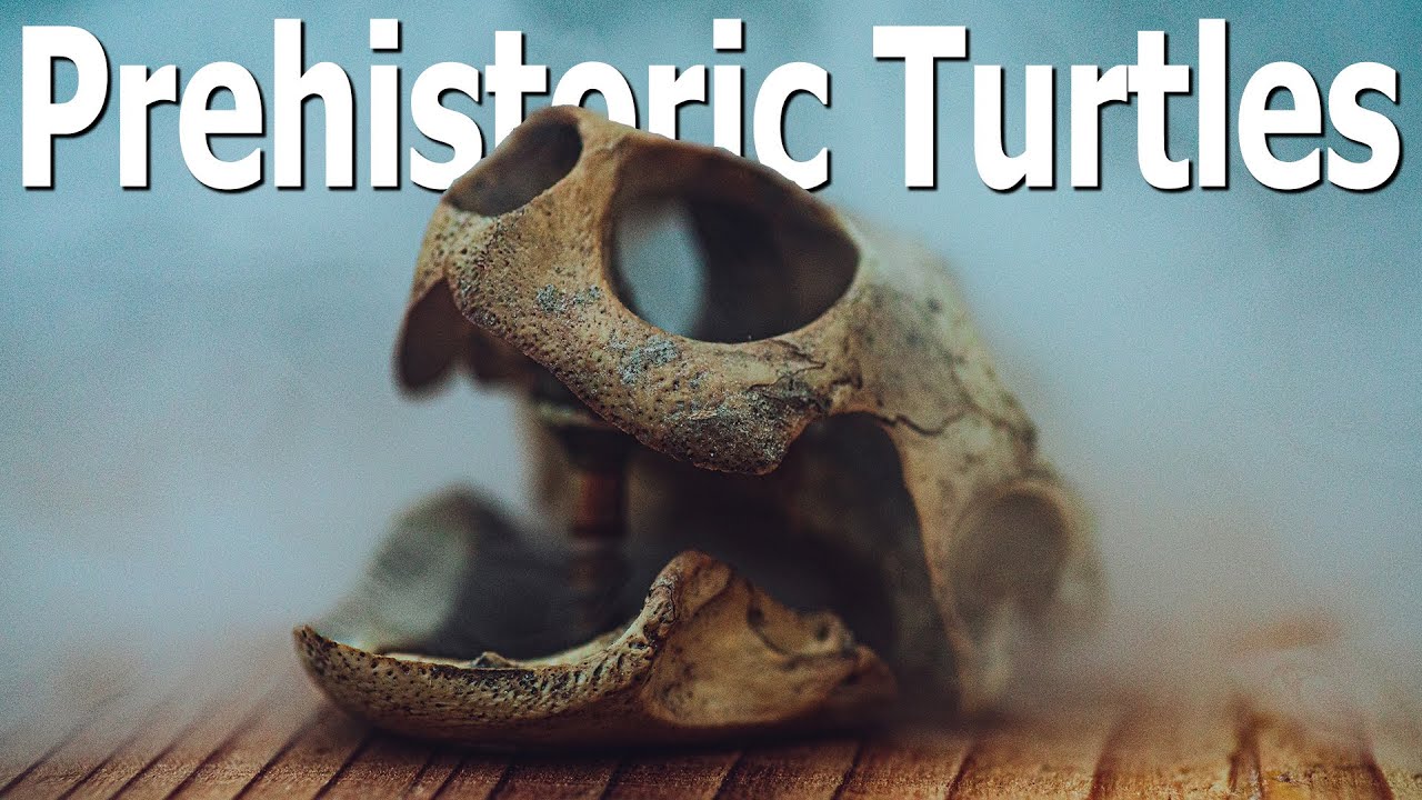 Hunting For Prehistoric Turtles