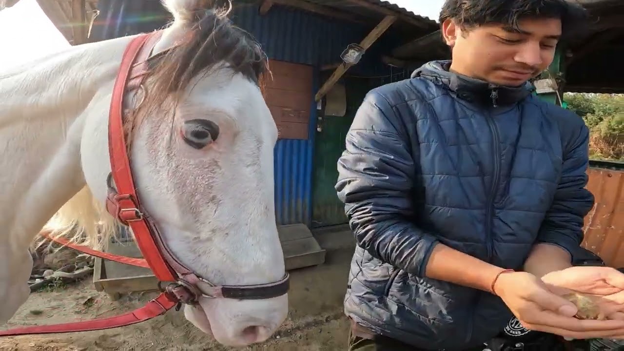 My morning duty-village vlog and horse riding training 🏇🏻🙏🏻