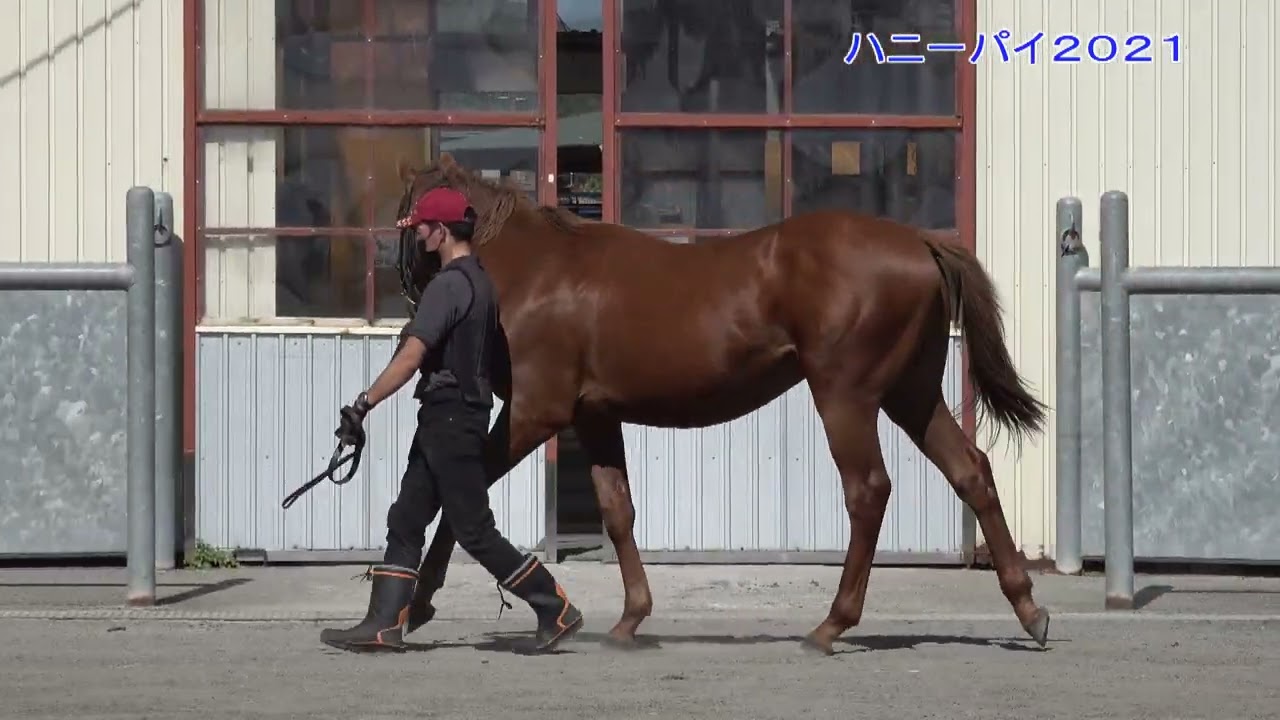 京都サラブレッドクラブ クリアランスセール対象馬 血統考察｜えむいし