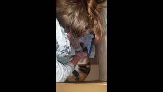 Cat Giving Birth   First Time Ever #cat by No Cat No life 8 views 3 years ago 7 minutes, 36 seconds