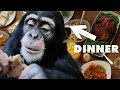 EATING DINNER WITH 4 CHIMPANZEES