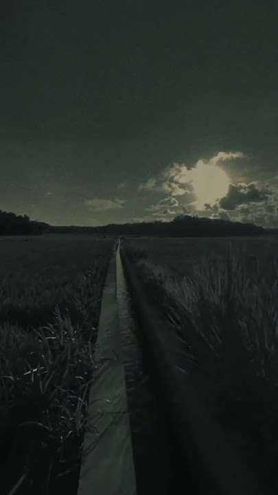 Ngopi Pagi | Cinematic sawah pagi hari | Cinematic sawah 30 Detik | Alam Sekitar | Aesthetic Video