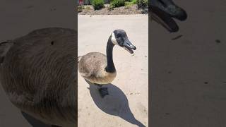 FEATHERED FRIENDS goose zoo animals