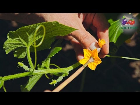 Видео: Перекрёстное опыление растений тыквы и огурца