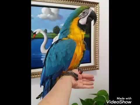 არარაუნა იგივე BLUE and GOLD macaw