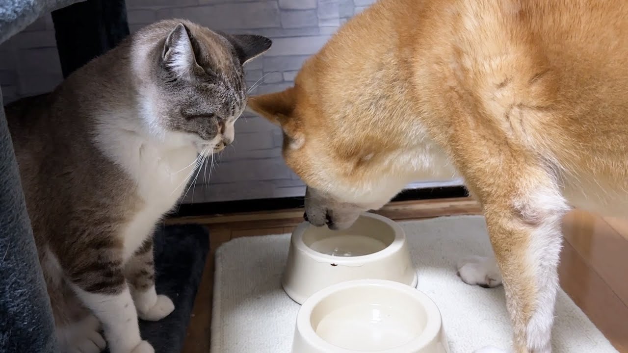 犬猫大家族の朝はこうして始まります - YouTube