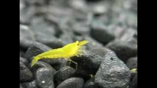Young yellow neocaridina shrimp
