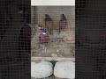 best new cute chickens and birds playing