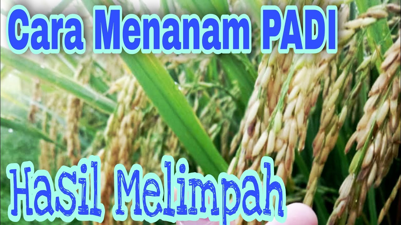 cara menanam PADI yang benar agar hasil Melimpah 