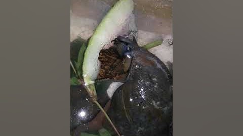 Nuôi ốc nhồi trong thùng xốp.